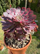 Aeonium pink king kong - pink,