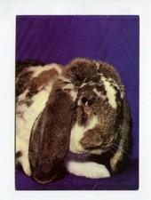 uralte AK Kaninchenporträt Deutsches Widderkaninchen 1984 //04
