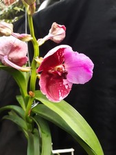 Vanda hybride typ sanderiana - hybride,
