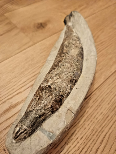 Echter fossiler fisch - echter, –