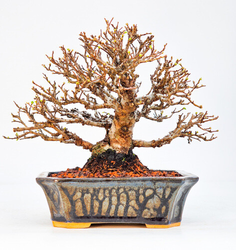 Bonsai ulmus parvifolia shohin - bonsai,