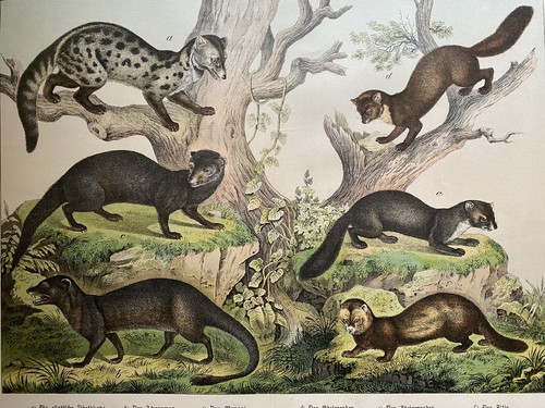 Antike grafik fauna wiesel - grafik, fauna: