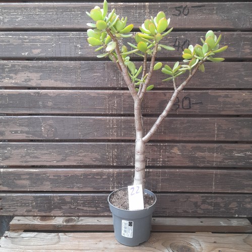 Geldbaum pfenningbaum crassula - geldbaum,