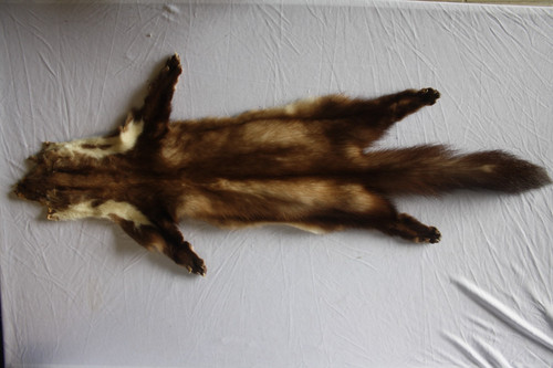 Tierpräparat marder - tierpräparat,