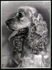 Fotografie Röhnert, Berlin