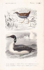 1861 NORTHERN DIVER & WADER