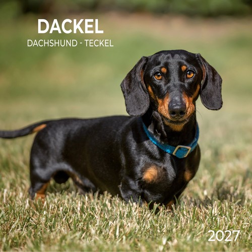 Dackel dachshund 2027 - dackel, /