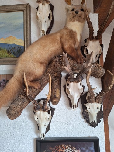 Baummarder tierpräparat - baummarder,