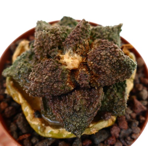 Ariocarpus dark godzilla - cv.,