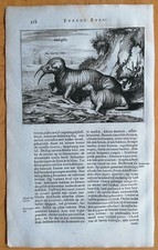 Montanus Original Copperplate