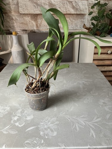 Epicattleya hybride green gold - epicattleya,