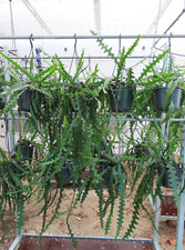 Epiphyllum Blattkaktus