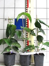 Cornus  TEUTONIA ,   neuere Sorte mit sehr große Blüten