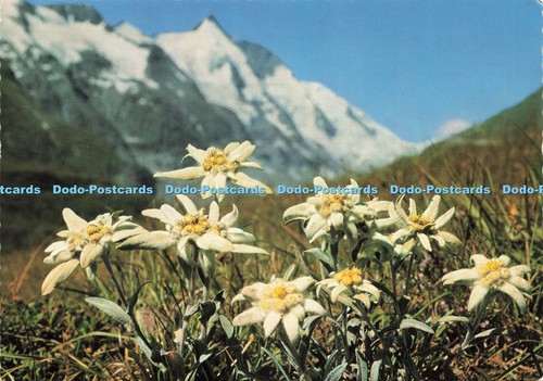 D228641 alpen flora - alpen,