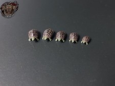 1/87 Schildkröten Set Tier Zoo Aquarium Strand Figur H0 HO