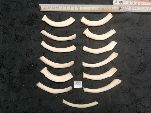 Echte tier knochen hexen - tier,