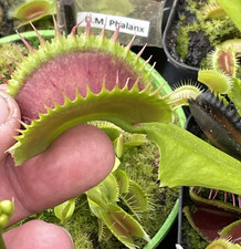 Dionaea Muscipula Dentata x