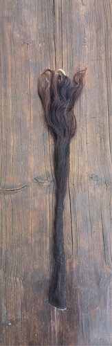 Kuhschweif ochsenschweif - kuhschweif,