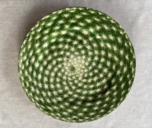 Taitu cactus platzteller - taitu,