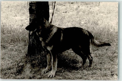 39282834 schaeferhund - -,