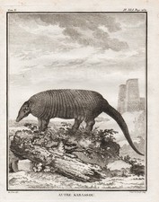 Pholidota Schuppentier