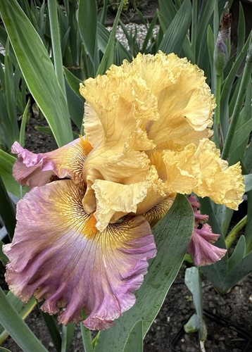 Schwertlilie iris - schwertlilie,,