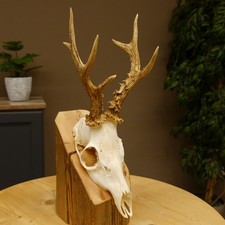 Rehbock abnormes Reh mit