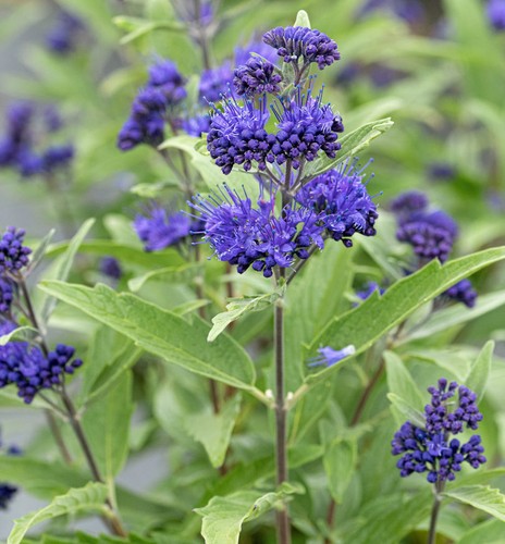 Bartblume blue dune 30cm - bartblume,