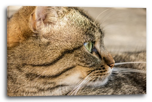 Wandbild katze getigert - katze,