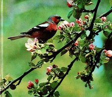 Europa-Bilderdienst Buch (komplett) - Vögel in Feld und Garten