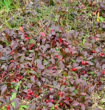 Rote Teppichbeere Scheinbeere - Gaultheria procumbens