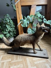 Tierpräparat Fuchs –