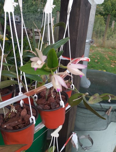 Cattleya aurantiaca - cattleya,