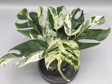 Große Epipremnum Pinnatum