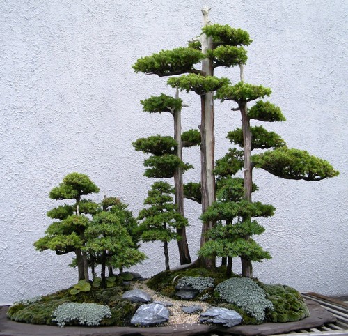 Samen bonsai wacholder - samen,