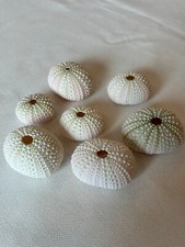 Seeigel,  Seeigel weiß