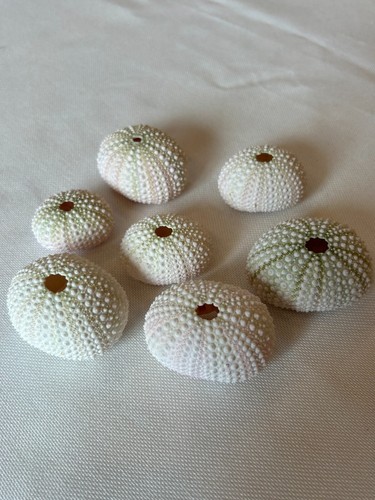 Seeigel weiß - seeigel,,
