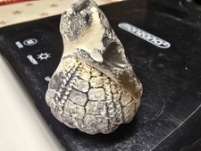 Seeigel Galerites Steinkern Ostsee Versteinerung 