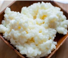 Kefirpilz 10 Gr, Kefirknollen