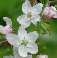 25 Samen Holzapfel (Malus