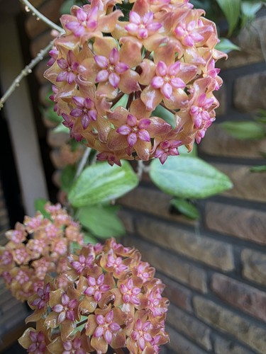 Hoya fitchii - hoya,