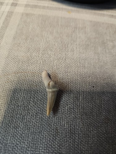 Fossilien haifischzahn - fossilien,
