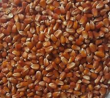 roter Mais Futtermais rot 25