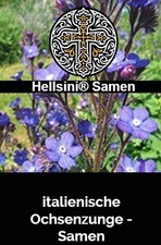 Italienische Ochsenzunge Anchusa azurea 20 Samen Hellsini®Samen