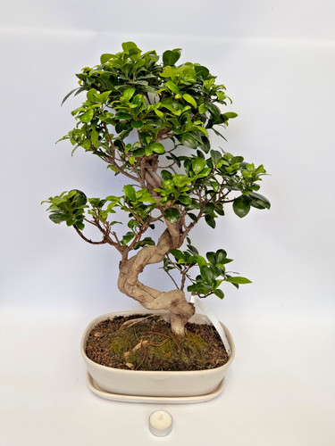 Bonsai ficus microcarpa - ficus, nr