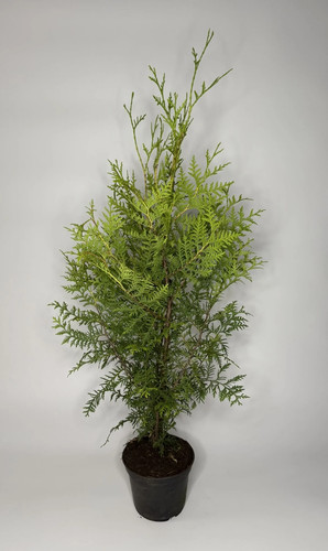 200x thuja brabant 70cm - 10-200x,