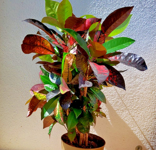 Wunderstrauch - (croton), –