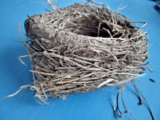 echtes Vogelnest einer Amsel