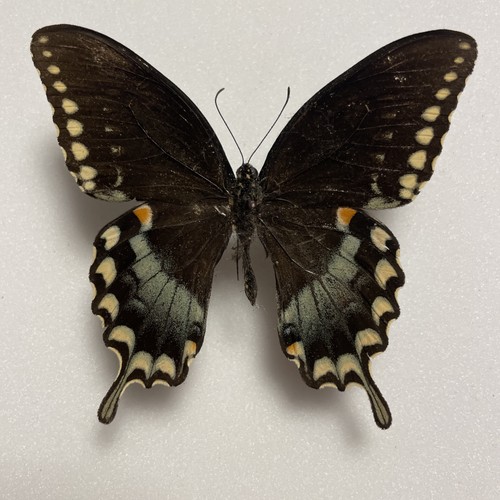 Entomologie papilio troilus - entomologie*papilio,