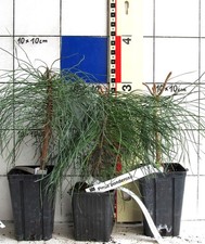 Pinus ponderosa  - seltene